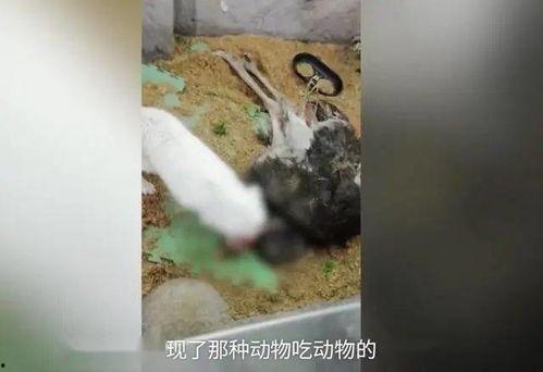 胖头鱼被爆料视频,揭秘网络红人背后真相