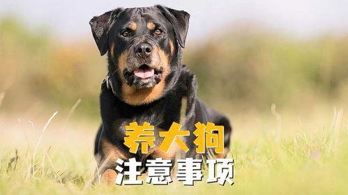 全国大狗爆料事件视频,揭秘背后真相与网络舆论风暴