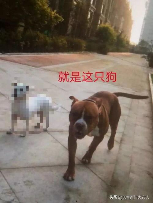 全国大狗爆料事件视频,揭秘背后真相与网络舆论风暴  第2张