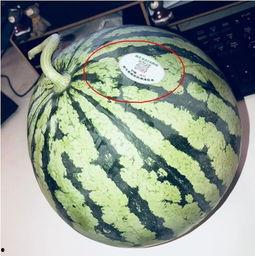 宾阳网红吃瓜,揭秘网络热点背后的故事