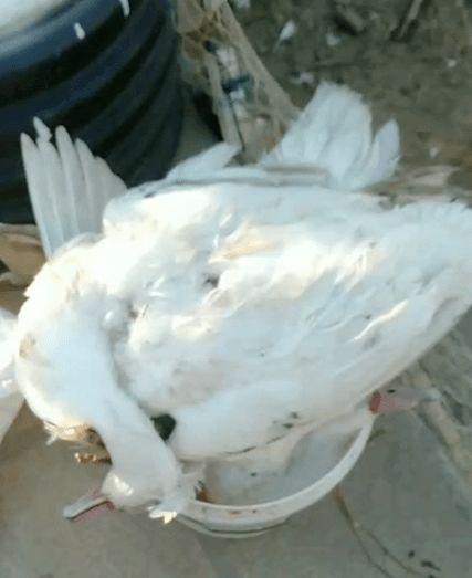 野狗爆料饺子视频,揭秘幕后真相与精彩瞬间  第3张 野狗爆料饺子视频,揭秘幕后真相与精彩瞬间  第3张