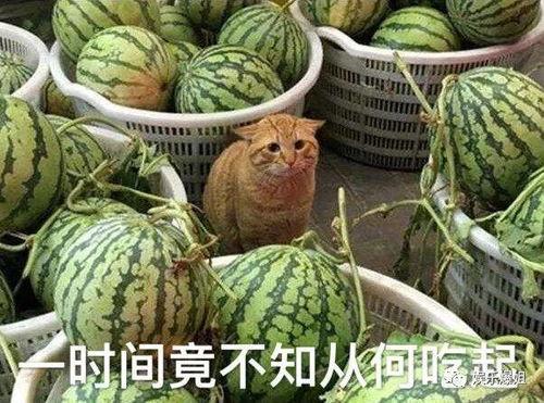 最新爆料吃瓜视频大全,揭秘娱乐圈幕后真相  第2张 最新爆料吃瓜视频大全,揭秘娱乐圈幕后真相  第2张
