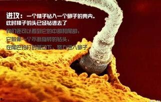 薄荷爆料燕子全过程视频 第1张 薄荷爆料燕子全过程视频 第1张