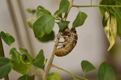 薄荷爆料燕子全过程视频 第2张 薄荷爆料燕子全过程视频 第2张