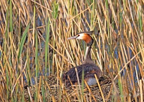 薄荷爆料燕子全过程视频 第3张 薄荷爆料燕子全过程视频 第3张