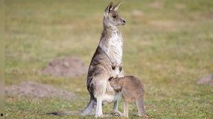 爆料袋鼠妈妈视频大全播放,温馨瞬间,育儿知识一网打尽  第1张 爆料袋鼠妈妈视频大全播放,温馨瞬间,育儿知识一网打尽  第1张